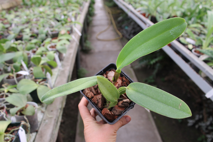Cattleya labiata amesiana 'Mandarim' x self.jpg