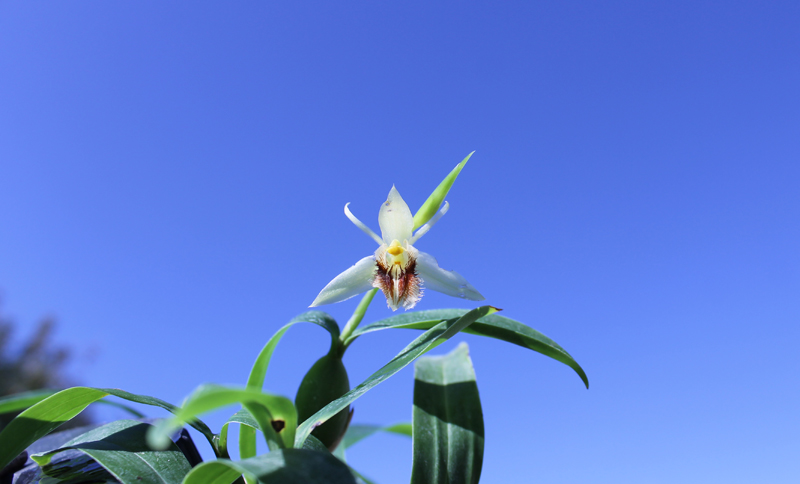 Coelogyne lindleyana.jpg