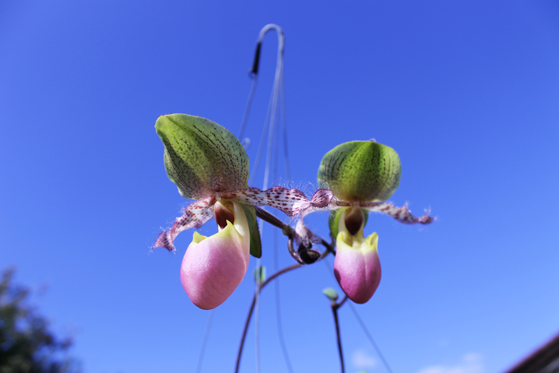 Paphiopedilum moquetteanum.jpg