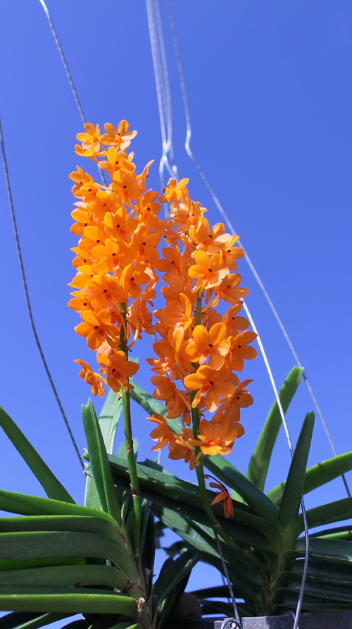 Ascocentrum miniatum.jpg