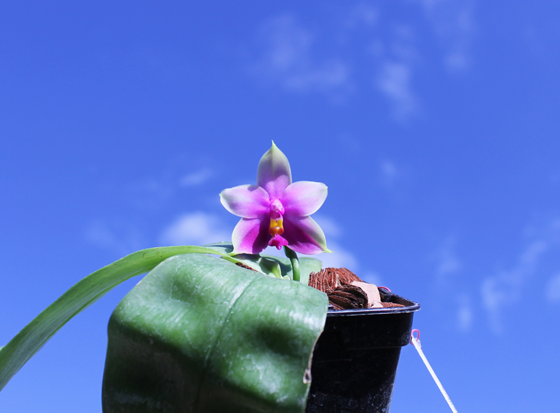 Phalaenopsis Samera x bellina.jpg