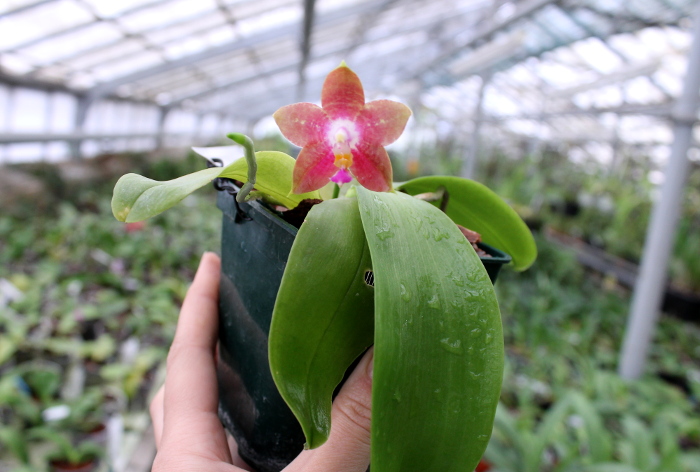 Phalaenopsis Penang Girl.JPG