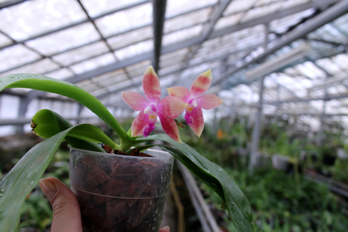 Phalaenopsis Jennifer Palermo (C1 type) x Phalaenopsis LD's Bear Queen.JPG