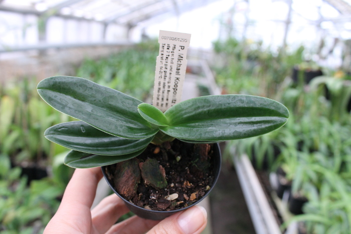 Paphiopedilum Michael Koopowitz x hangianum.JPG