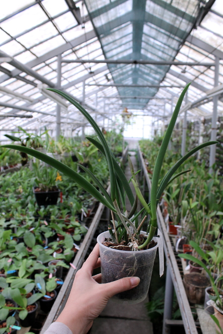 Brassavola Jiminy Cricket 'Superbug' (Brassavola nodosa x Rhyncholaelia digbyana).JPG