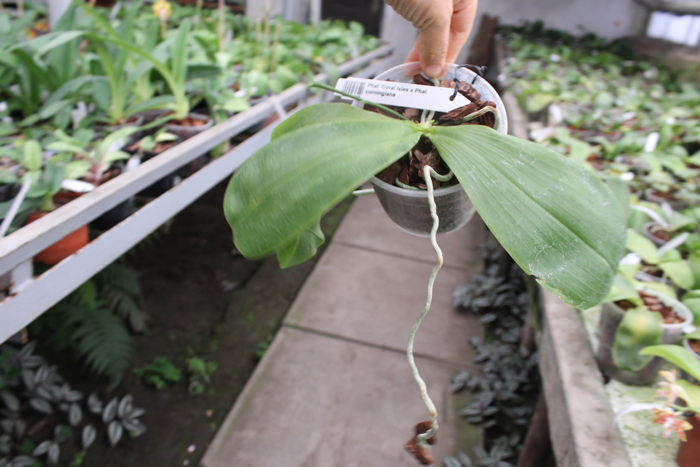 Phalaenopsis Coral Isles x Phalaenopsis corningiana.jpg