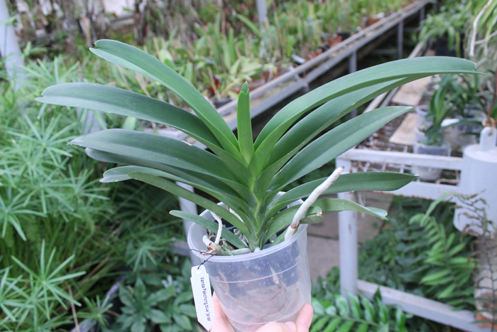 Vanda Pak Chong Blue.jpg