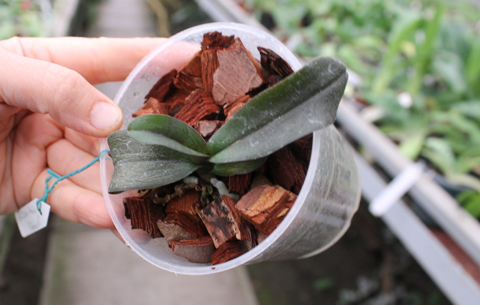 Asconopsis Irene Dobkin 'Elmhurst'.jpg