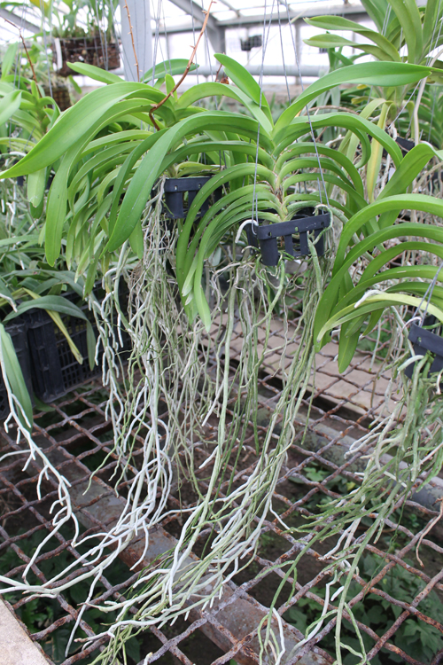 Vanda denisoniana x Rhynchostylis coelestis.jpg