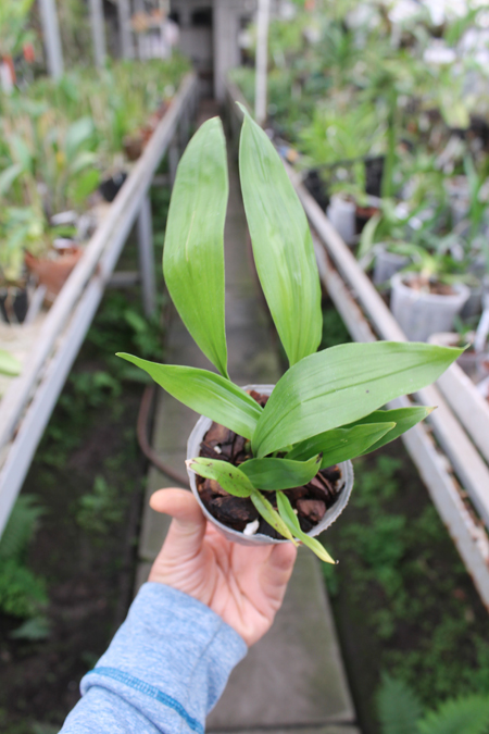 Stanhopea tigrina.jpg