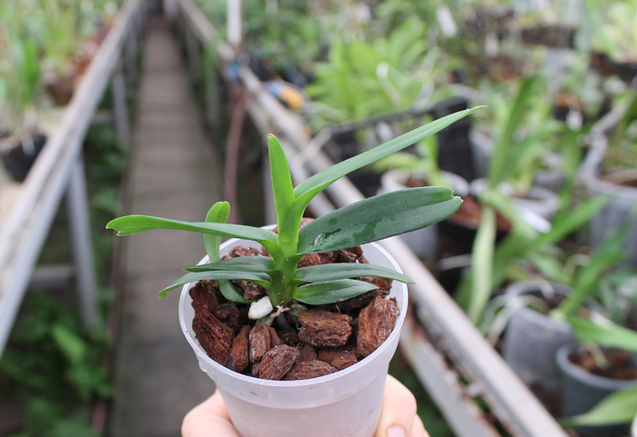 Vanda sanderiana.jpg