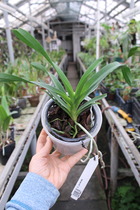 Vanda javierae.jpg