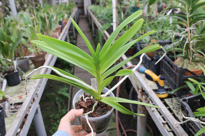 Mokara Jairak White.jpg