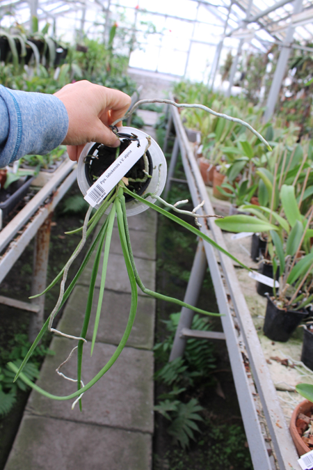 Paraphalaenopsis labukensis x Vanda alpina.jpg