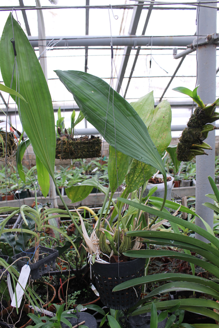 Stanhopea jenischiana.jpg