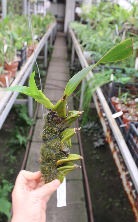 Epigeneium treacherianum (lyonii).jpg