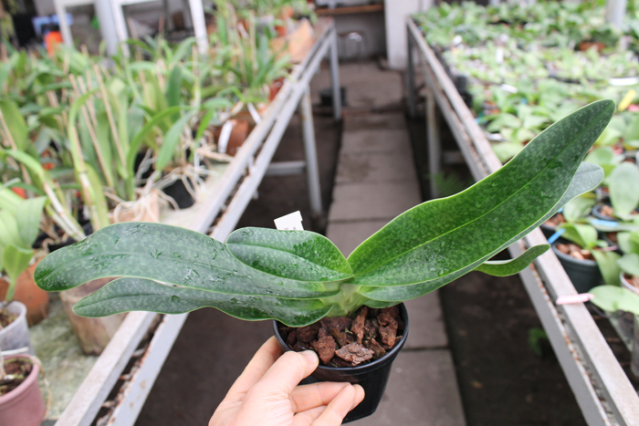 Paphiopedilum Woessner Kologod.jpg