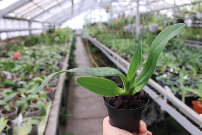 Paphiopedilum supardii.jpg