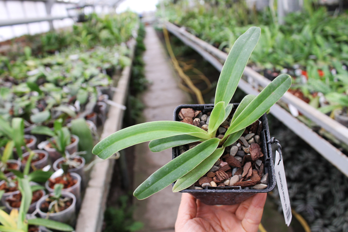 Paphiopedilum helenae x fairrieanum.jpg