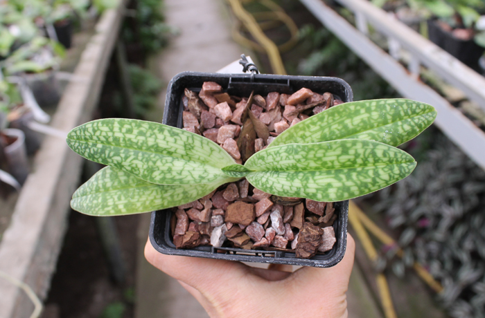 Paphiopedilum delenatii alba.jpg