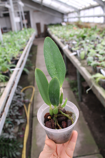 Laelia jongheana.jpg