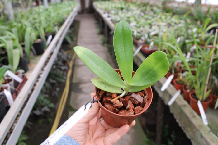 Aerangis articulata.jpg