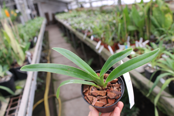 Phragmipedium caudatum x fischeri.jpg