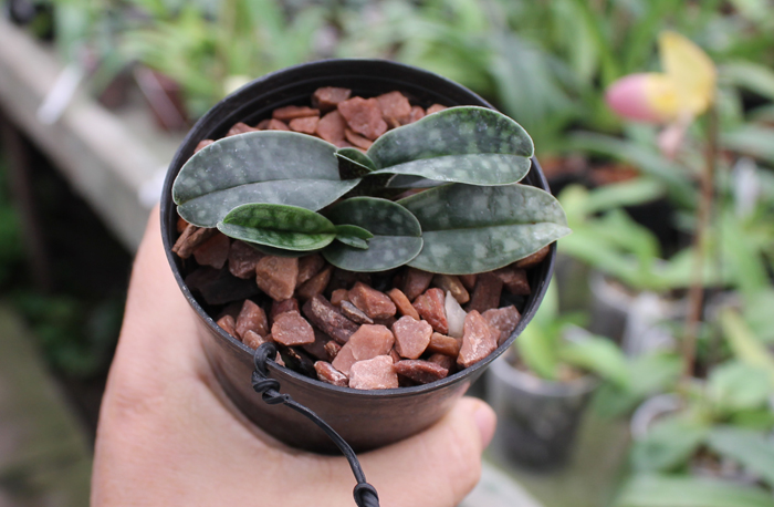 Paphiopedilum vietnamense.jpg