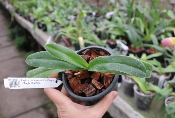 Paphiopedilum charlesworthii 'In-Charm' x Paphiopedilum Via Gala.jpg