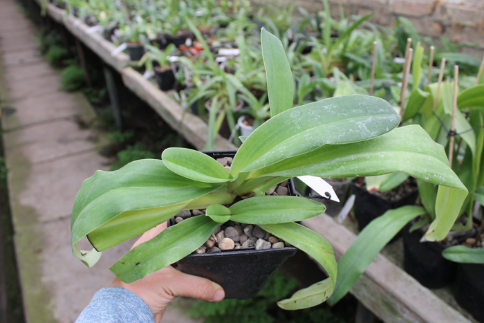 Paphiopedilum In-Charm Lady (Lady Isabel 'In-Charm' x Paphiopedilum moqueateanum 'In-Charm').jpg