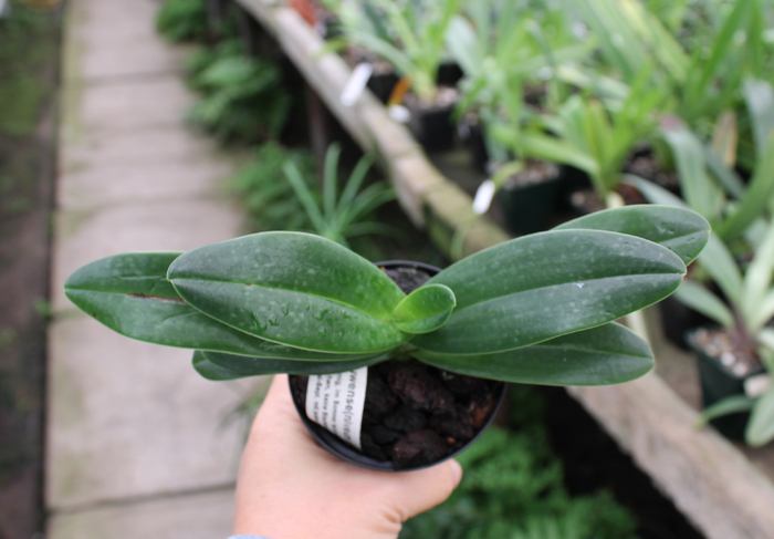 Paphiopedilum Woluwense (niveum x rothschildianum).jpg