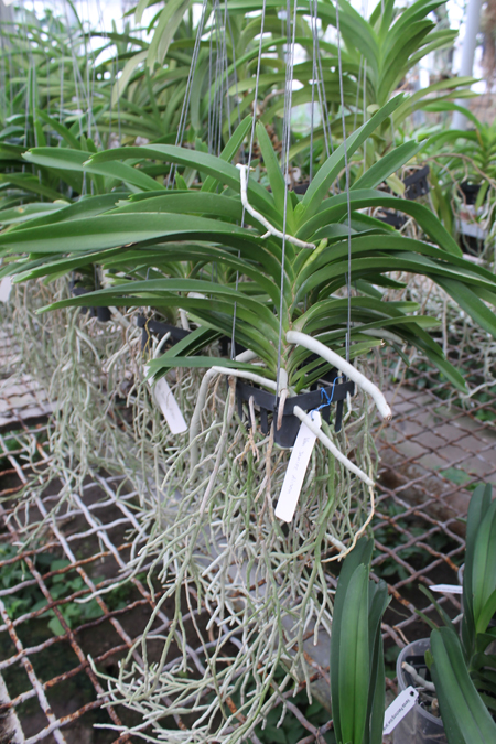 Vanda Janice Allison.jpg