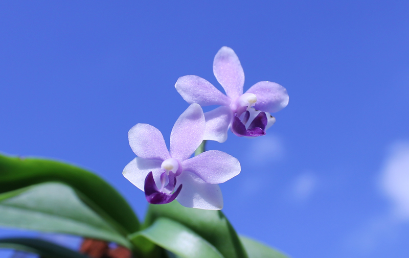 Doritaenopsis Tzu Chiang Sapphire.jpg