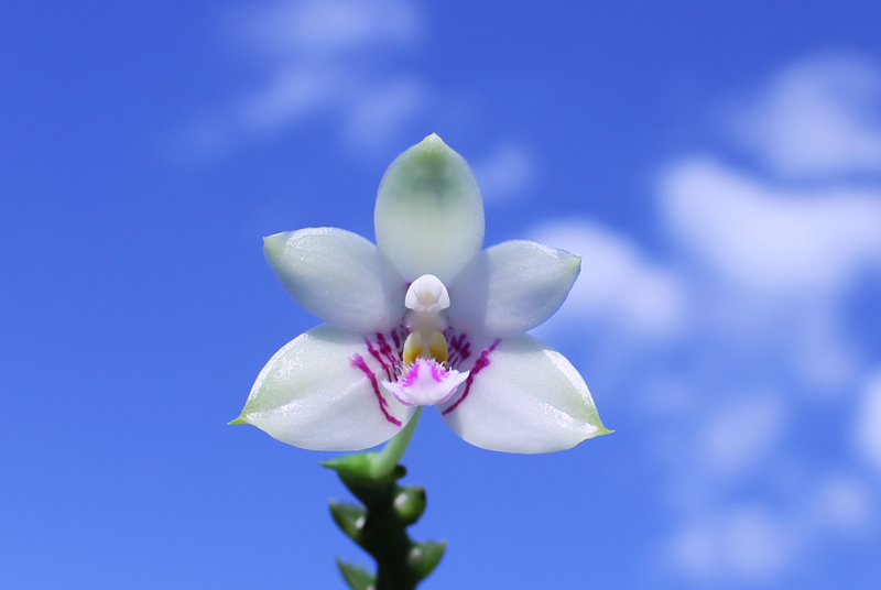 Phalaenopsis ((Hos Kungfong Glory x (violacea -rofino) x Tsays (violacea -rofino) x Tsays Evergreen ) x Dragon Tree Eagle) x tetraspis c-1.jpg