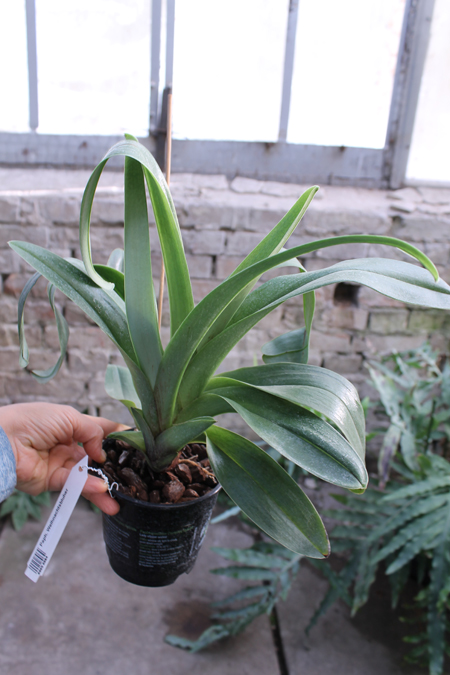 Paphiopedilum Weihnachtsbluher.jpg