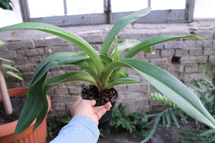 Paphiopedilum Velvet Spot x Lancer.jpg