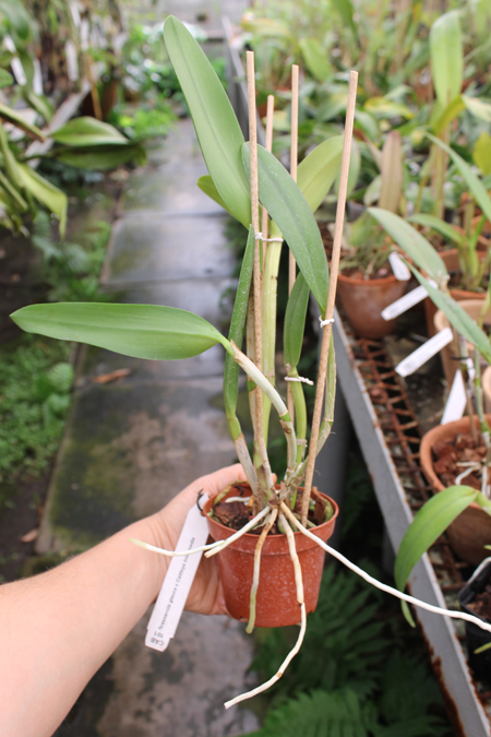 Brassavola glauca x Cattleya intermedia.jpg