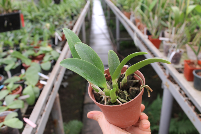 Laelia alaori x praestans.jpg