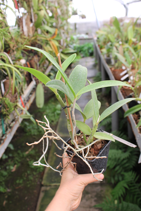 Cattleya intermedia sanguinea 'do Padre Vitus' x Cattleya intermedia flamea 'BF-96'.jpg