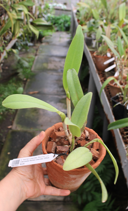 Cattleya warneri coerulea 'Porcina' x Cattleya intermedia flamea coerulea 'Olhos Azuis'.jpg