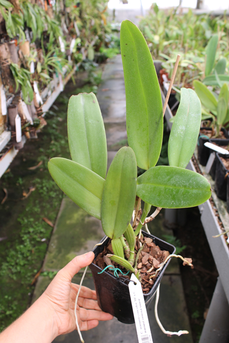 Cattleya warneri concolor 'HI' x Cattleya warneri venosa suave.jpg