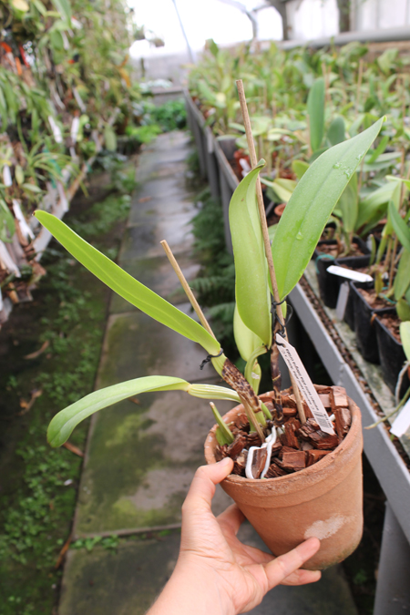 Cattleya warneri semi alba 'Aline' x Cattleya warneri semi alba integra orlata.jpg