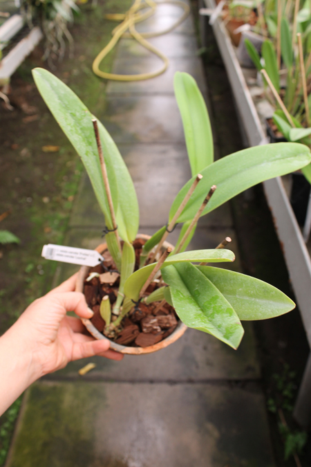 Cattleya labiata coerulea 'Bastiao' x Cattleya labiata coerulea 'Lourival'.jpg