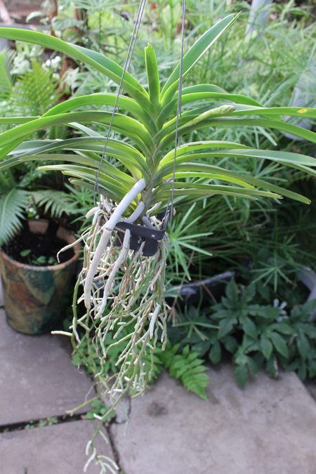 Vanda Janice Allison.jpg