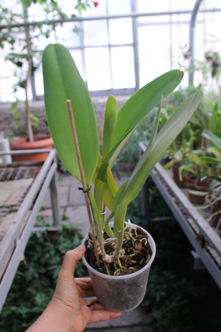 Potinara Susan Fender 'Cover Girl'.jpg