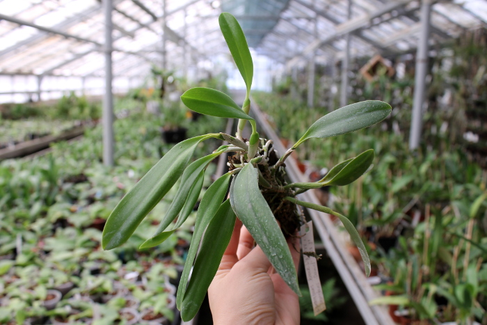 Laelia praestans 'Black Lip' XXX x Laelia praestans 'Daniel' XXX.JPG