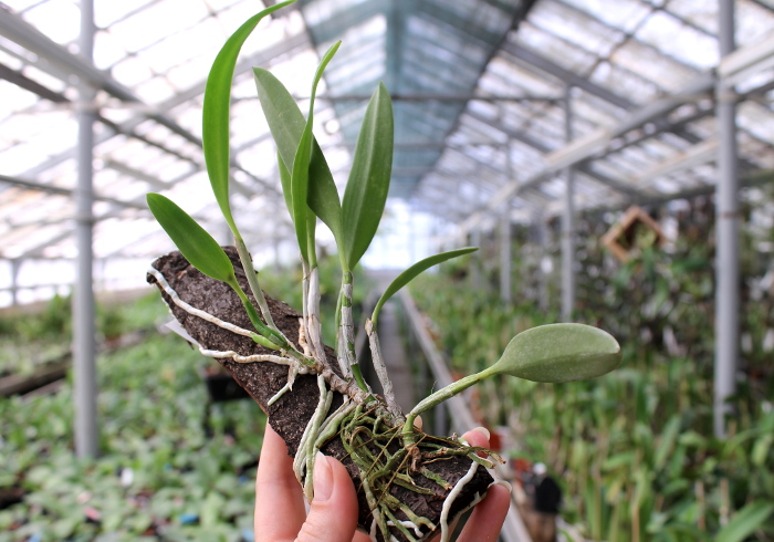 Laelia praestans tipo 'Boa Vista' x Laelia praestans tipo 'A melhor'.JPG