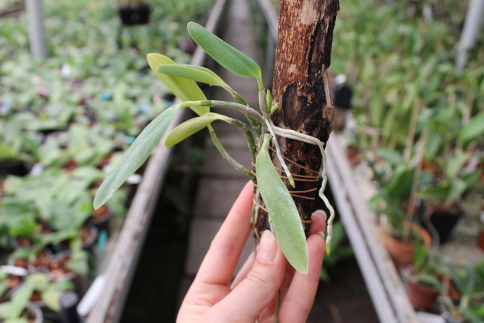 Laelia pumila tipo 'Ruby Queen' x Laelia pumila tipo 'Madrugada' (Z-15).JPG