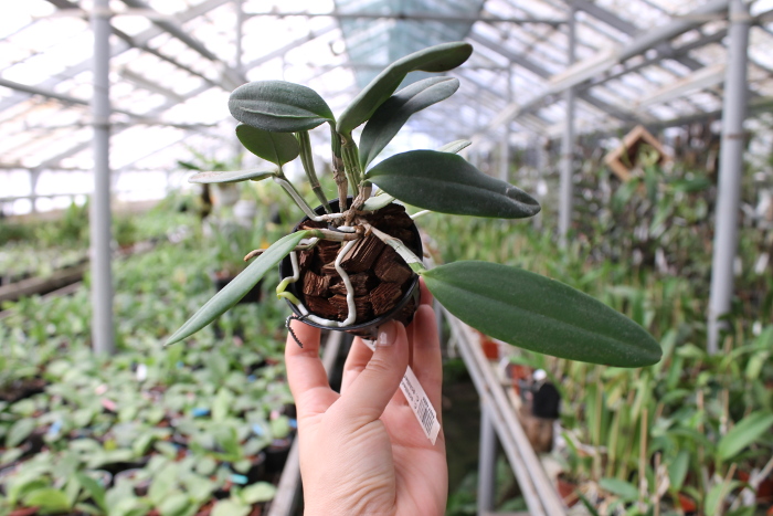 Cattleya schilleriana escura 'Jucu' x Cattleya schilleriana 'Paredao'.JPG