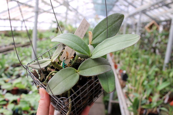 Cattleya schilleriana 'Água Surda' x Cattleya schilleriana 'Olinda'.JPG